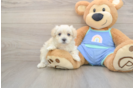 Popular Maltipoo Poodle Mix Pup