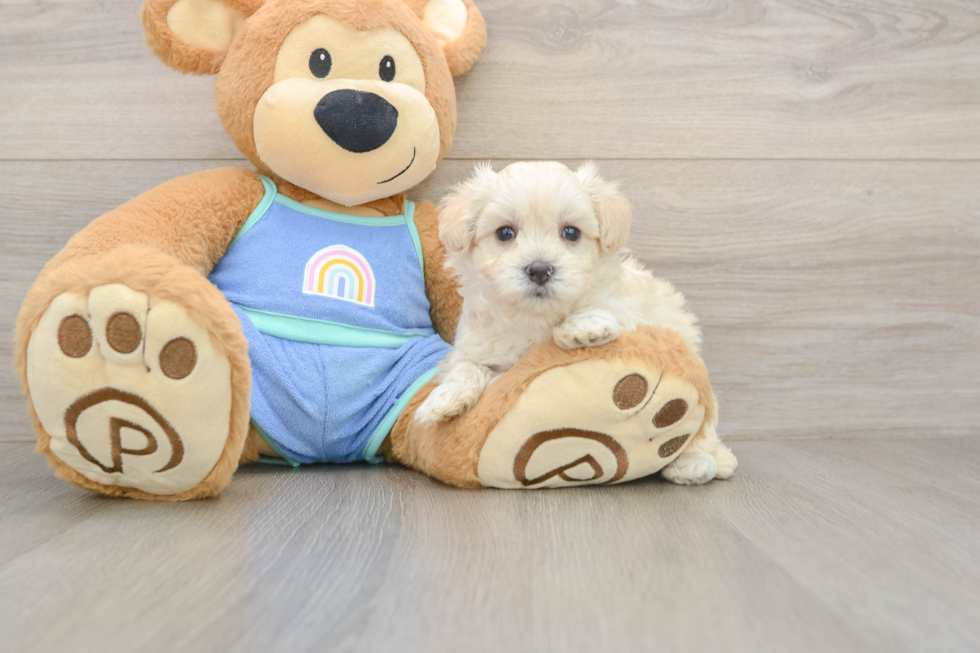 Popular Maltipoo Poodle Mix Pup