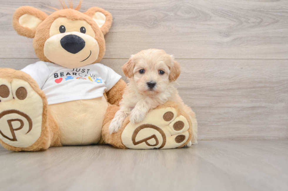 Energetic Moodle Poodle Mix Puppy