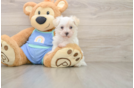 Maltipoo Puppy for Adoption