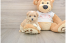 Fluffy Maltipoo Poodle Mix Pup
