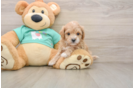 Petite Maltipoo Poodle Mix Pup