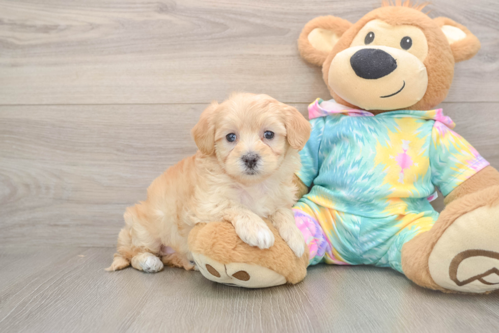 Fluffy Maltipoo Poodle Mix Pup