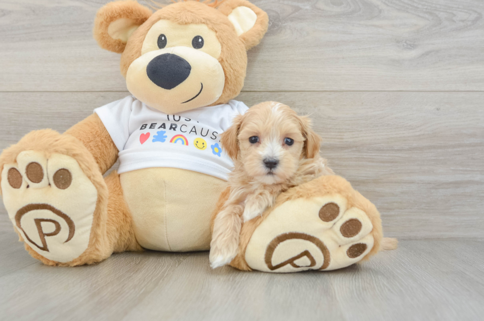 6 week old Maltipoo Puppy For Sale - Florida Fur Babies