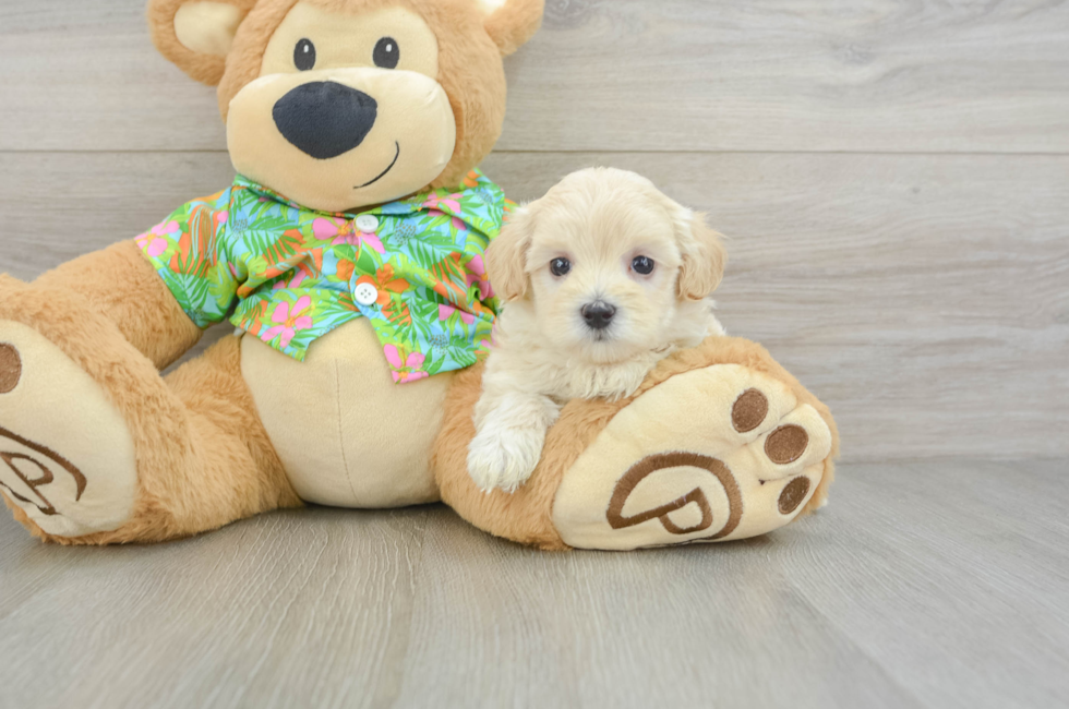 6 week old Maltipoo Puppy For Sale - Florida Fur Babies