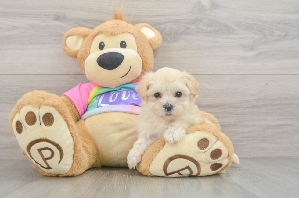 5 week old Maltipoo Puppy For Sale - Florida Fur Babies