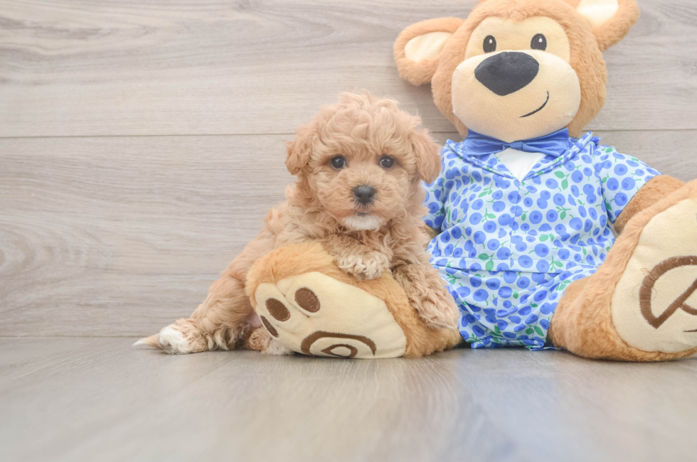 6 week old Maltipoo Puppy For Sale - Florida Fur Babies