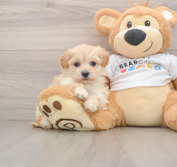 7 week old Maltipoo Puppy For Sale - Florida Fur Babies