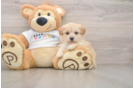 Popular Maltipoo Poodle Mix Pup