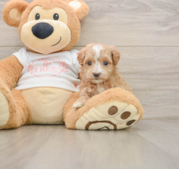 6 week old Maltipoo Puppy For Sale - Florida Fur Babies
