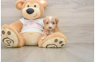 Maltipoo Puppy for Adoption