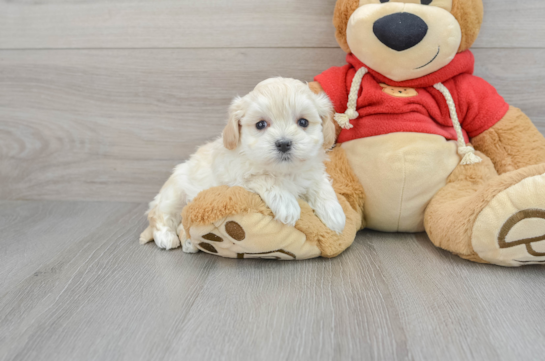 Funny Maltipoo Poodle Mix Pup