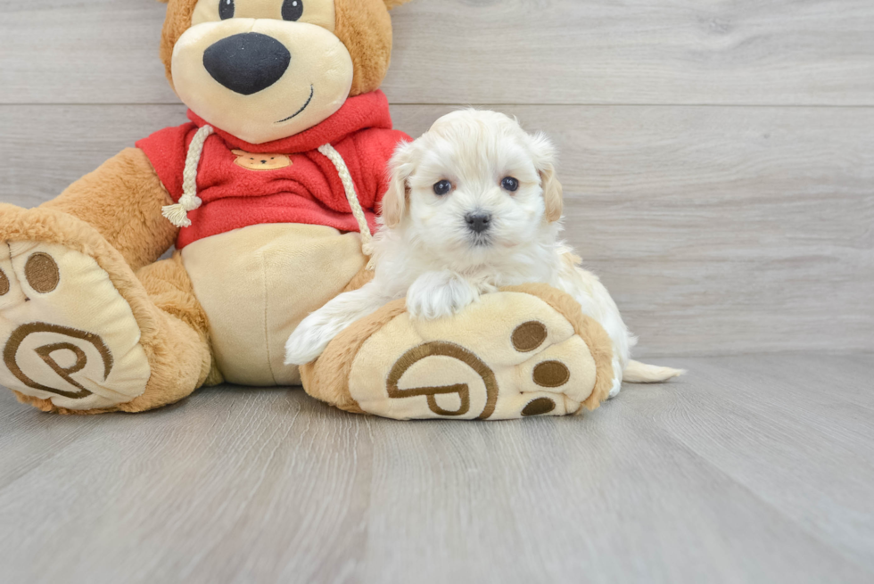 Small Maltipoo Baby