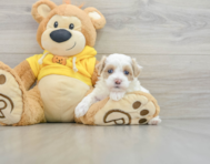 7 week old Maltipoo Puppy For Sale - Florida Fur Babies