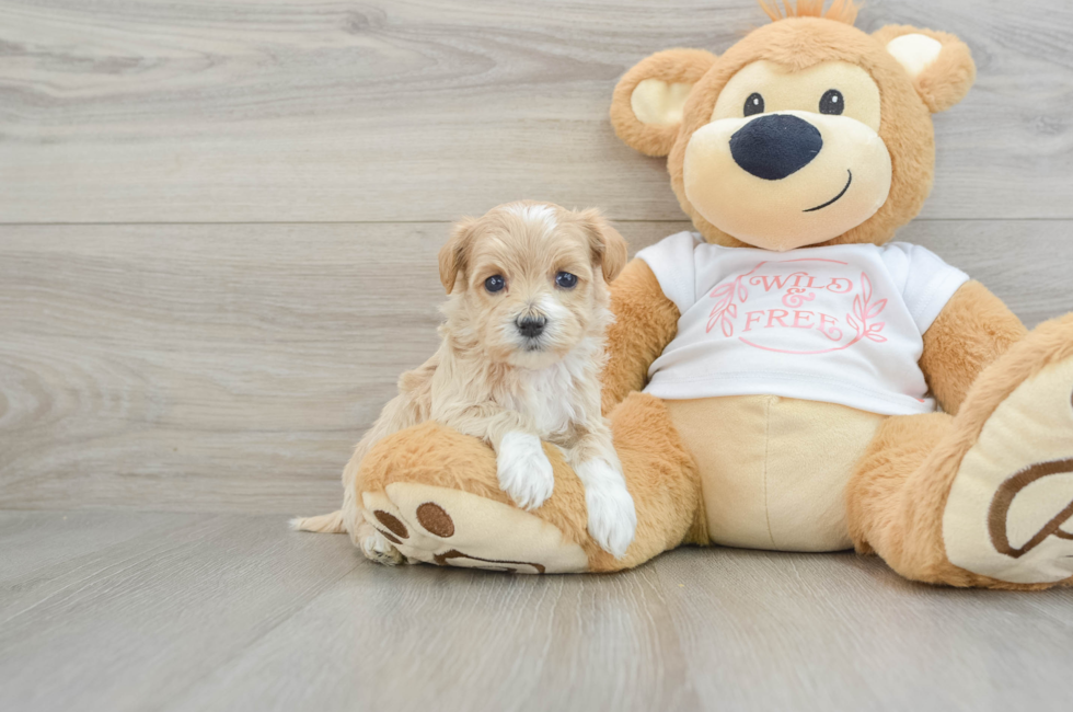 5 week old Maltipoo Puppy For Sale - Florida Fur Babies