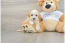 Happy Maltipoo Baby