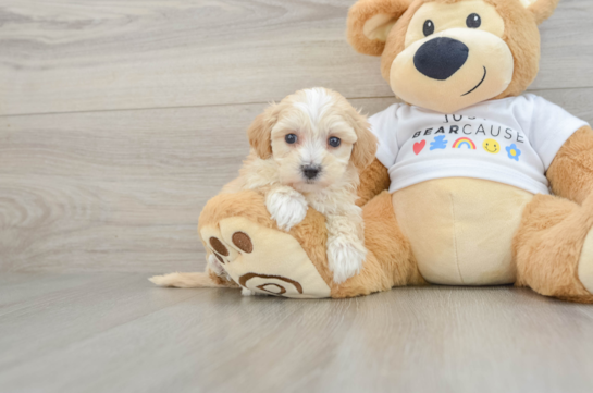Happy Maltipoo Baby