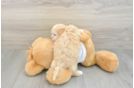 Maltipoo Pup Being Cute