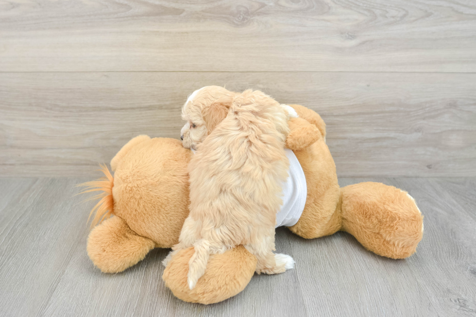 Maltipoo Pup Being Cute