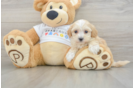 Small Maltipoo Baby