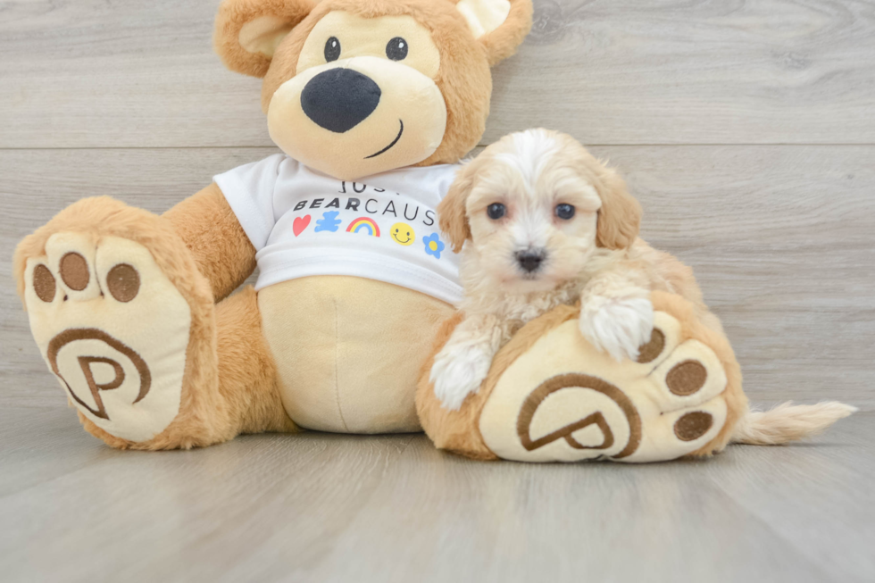 Small Maltipoo Baby