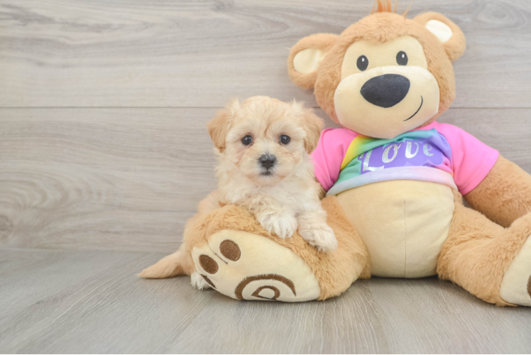 Small Maltipoo Baby