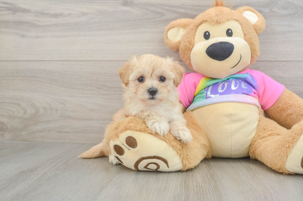 5 week old Maltipoo Puppy For Sale - Florida Fur Babies
