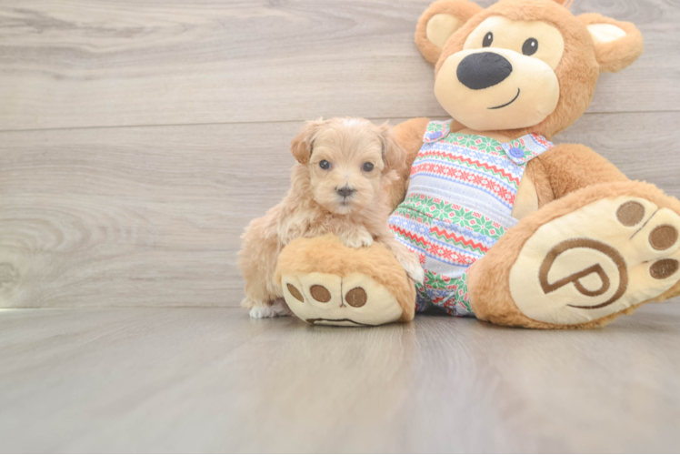 Maltipoo Puppy for Adoption