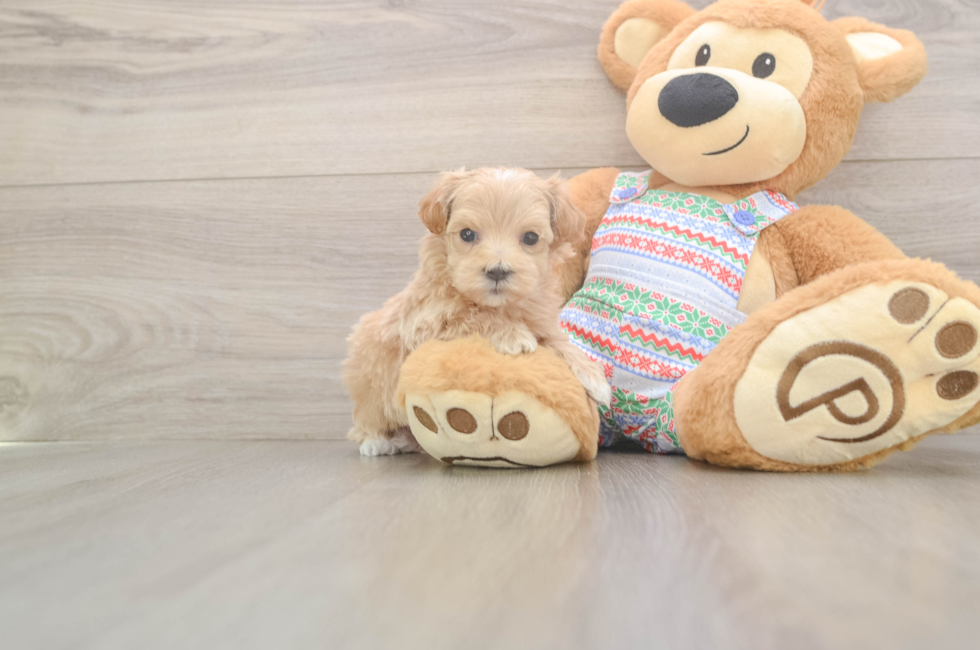 5 week old Maltipoo Puppy For Sale - Florida Fur Babies