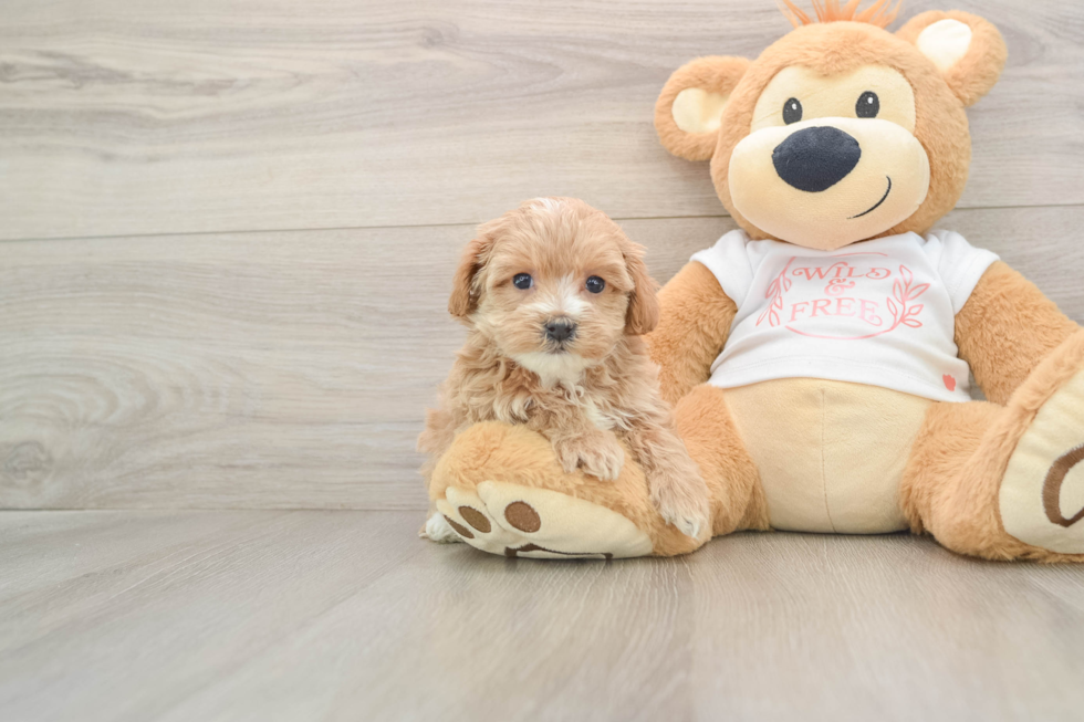Best Maltipoo Baby