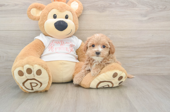 Maltipoo Puppy for Adoption