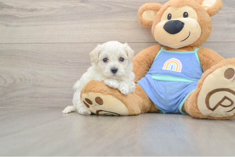 Best Maltipoo Baby