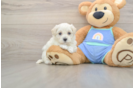Best Maltipoo Baby