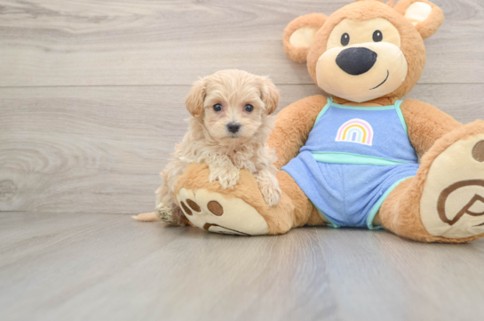 Best Maltipoo Baby
