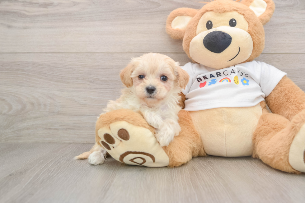 Small Maltipoo Baby