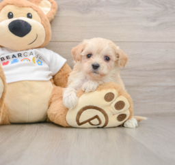 7 week old Maltipoo Puppy For Sale - Florida Fur Babies