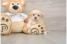 Best Maltipoo Baby