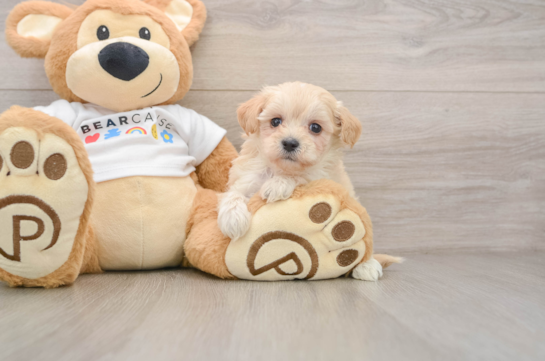Best Maltipoo Baby
