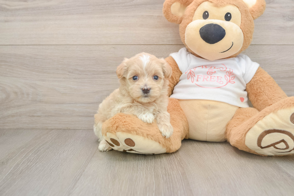 Cute Maltipoo Baby