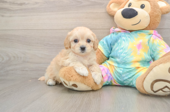 Little Maltidoodle Poodle Mix Puppy