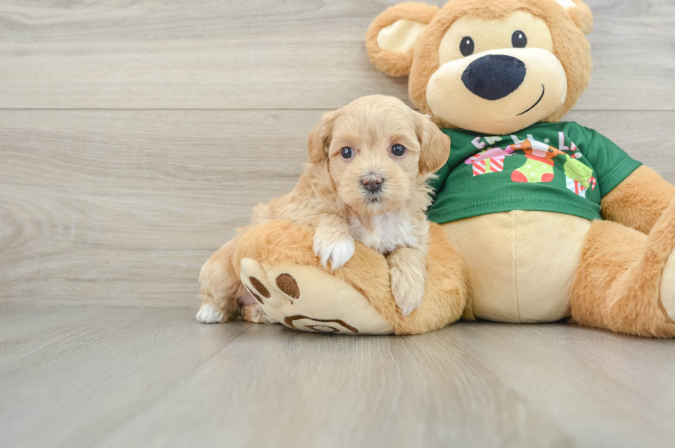 5 week old Maltipoo Puppy For Sale - Florida Fur Babies