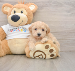 7 week old Maltipoo Puppy For Sale - Florida Fur Babies
