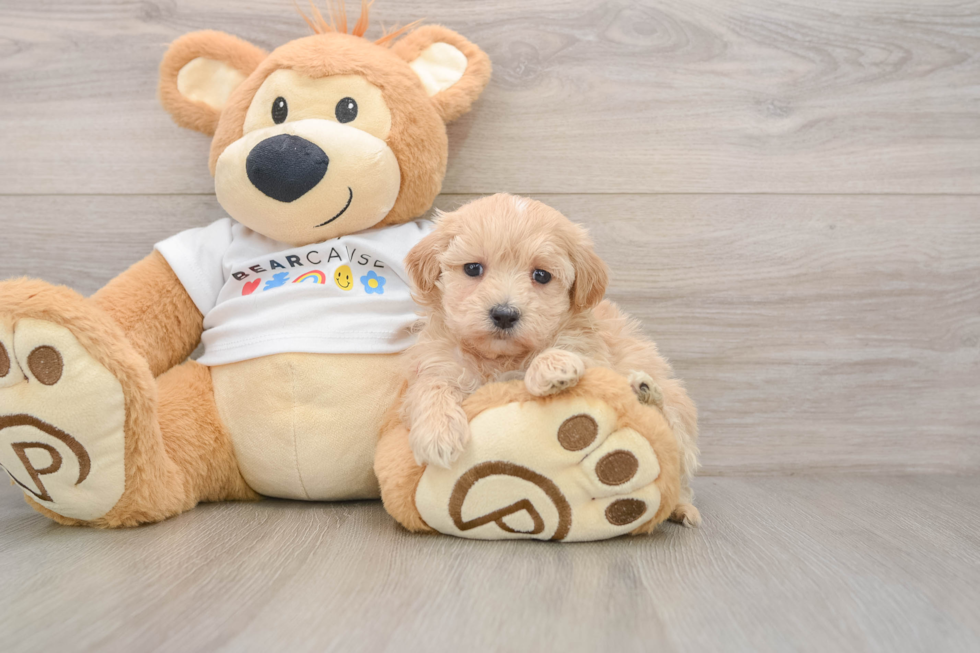 Maltipoo Puppy for Adoption