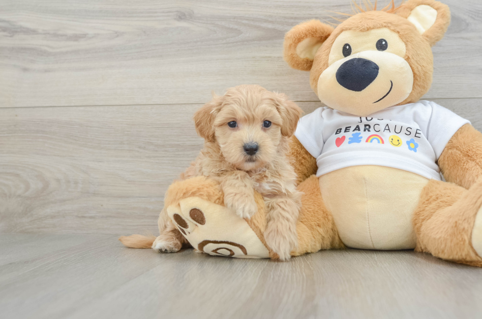 6 week old Maltipoo Puppy For Sale - Florida Fur Babies