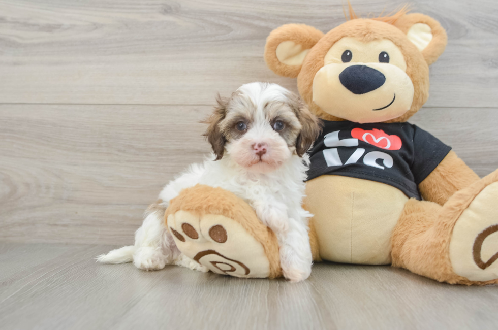 6 week old Maltipoo Puppy For Sale - Florida Fur Babies
