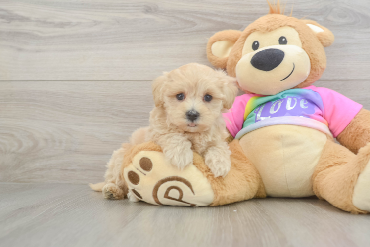 Energetic Maltidoodle Poodle Mix Puppy