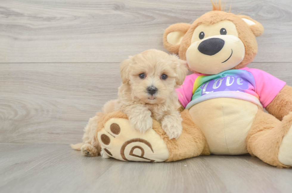 5 week old Maltipoo Puppy For Sale - Florida Fur Babies