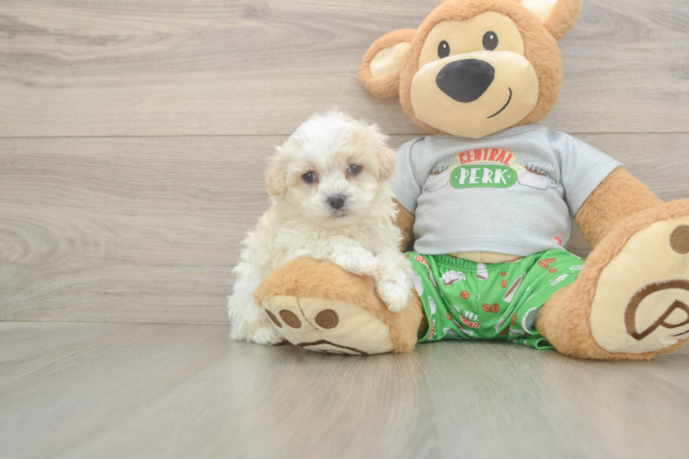 Meet Cashew - our Maltipoo Puppy Photo  1/3 - Florida Fur Babies Adorable Malt a Poo Poodle Mix Puppy