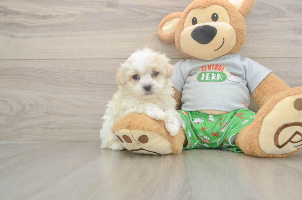 5 week old Maltipoo Puppy For Sale - Florida Fur Babies