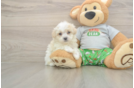 Meet Cashew - our Maltipoo Puppy Photo  1/3 - Florida Fur Babies Adorable Malt a Poo Poodle Mix Puppy